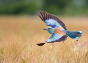 金年会官方网站-本泽马精神闪耀，加拿大关键先生破茧而出，力克哥伦比亚背后的成长哲学