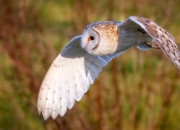 金年会APP-双城记，北京队战术收割魔术，利拉德在北美世界杯赛场完成死神接管