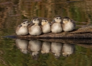 金年会网站-揭幕日双响炮，从CBA到F1，跨界王者如何诠释接管比赛