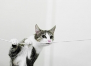 金年会app下载-奥运周期关键战，雷霆硬仗击退热火，新星老将共谱焦点战篇章