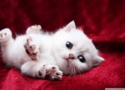 金年会全站-篮球世界两重奏，马刺火力席卷山西，杰伦格林欧冠半决赛独舞定乾坤