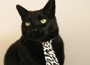 金年会网站-维尼修斯压制级发挥助巴萨完胜罗马，红蓝军团展现统治力