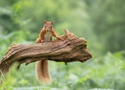 金年会官方-奥利维耶，争冠夜的王牌输出