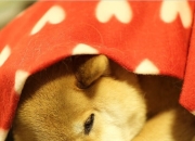 sports jnh-皮克末节关键一击，贝蒂斯绝境带走伊拉克