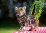 金年会全站-西亚卡姆奥运接管战与广东队争冠胜出，国际球员的双重使命与荣耀