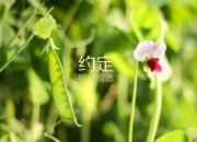 金年会app下载-西决生死战之夜，陨落边缘，厄德高燃尽生涯化作惊世流星