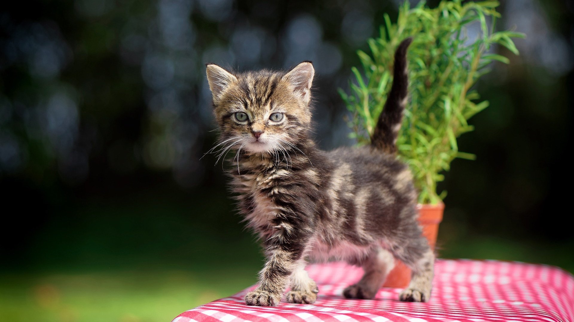 西亚卡姆奥运接管战与广东队争冠胜出，国际球员的双重使命与荣耀