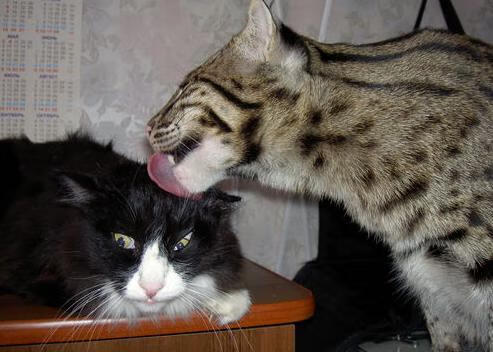 双线荣耀，西亚卡姆生涯之夜铸就传奇，辽宁队逆境突围展冠军本色