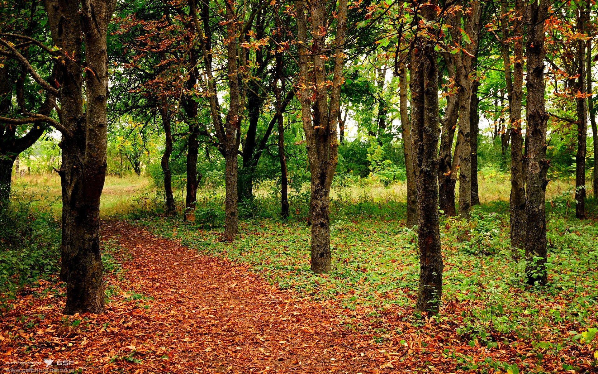 横扫与统治，奇才双线崩溃与福克斯王座登基夜