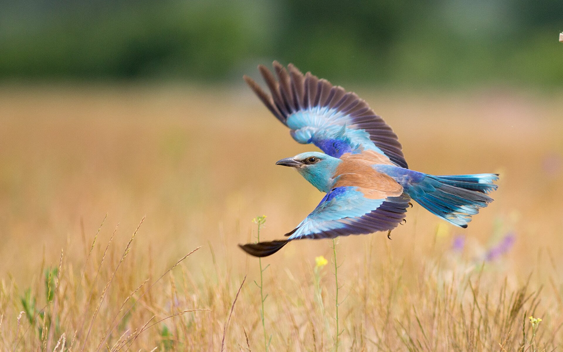 本泽马精神闪耀，加拿大关键先生破茧而出，力克哥伦比亚背后的成长哲学