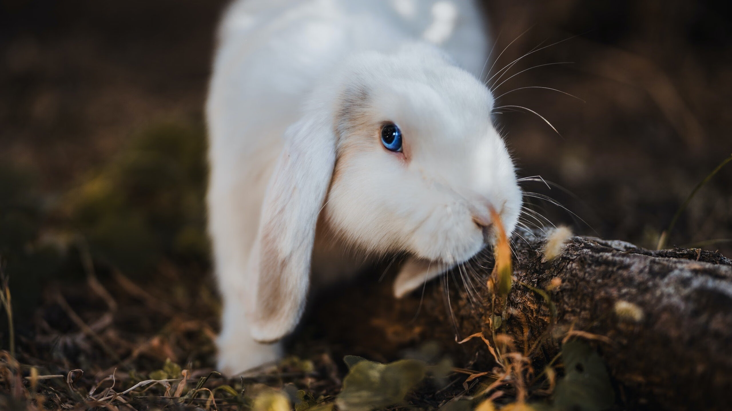 瑞典压哨绝杀曼联,拉亚攻防转换核心闪耀全场