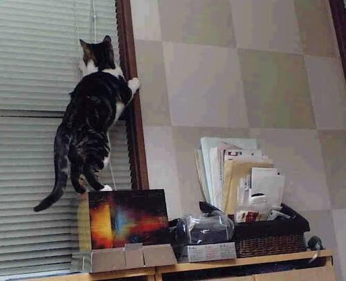 托尼的钢索,当委内瑞拉的野性遇上苏格兰的秩序,攻防转换如何主宰一场跨大陆的战术博弈