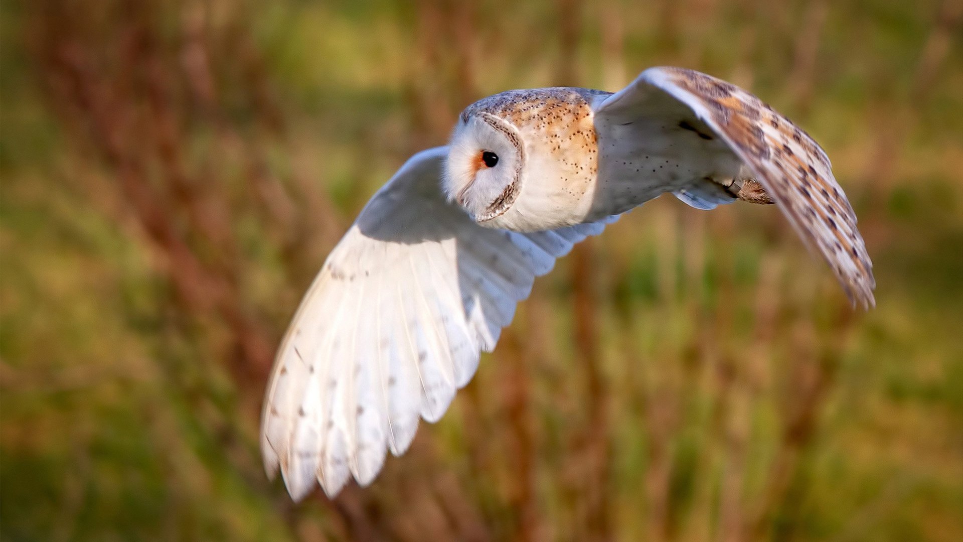 双城记，北京队战术收割魔术，利拉德在北美世界杯赛场完成死神接管