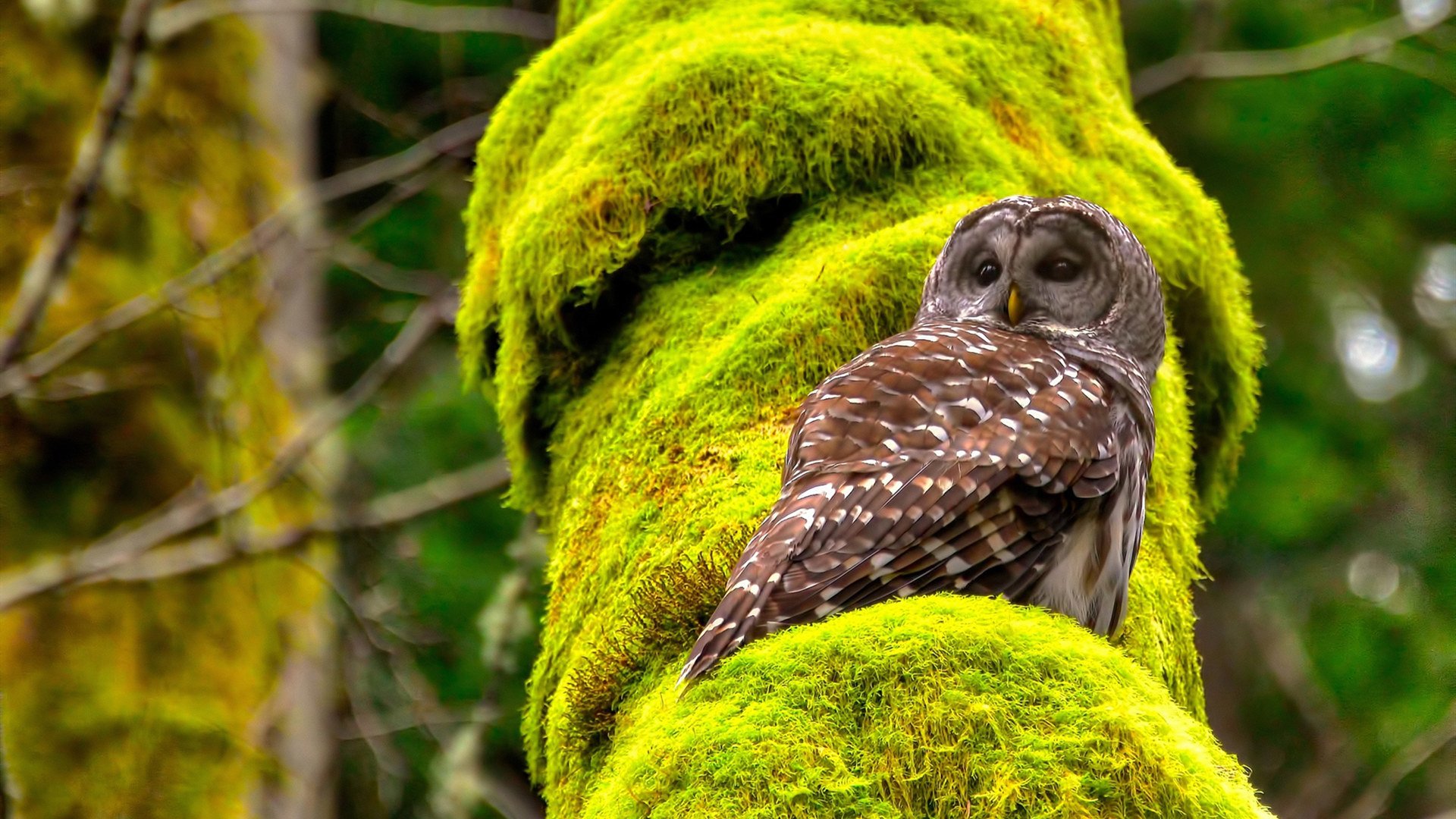 锡安暴力美学攻防制霸，轰41+16+4帽，篮网禁区变灾难现场