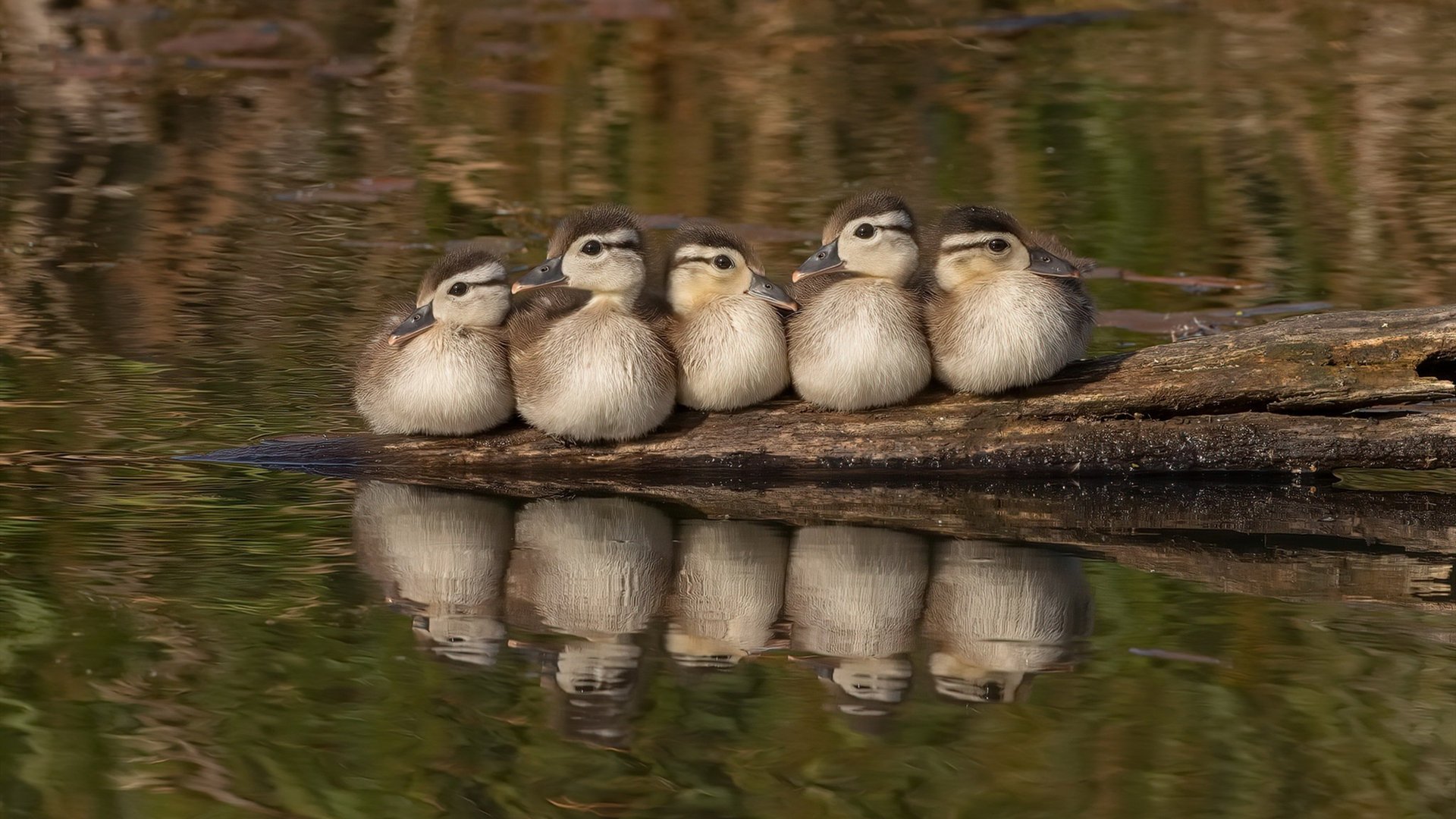 揭幕日双响炮，从CBA到F1，跨界王者如何诠释接管比赛