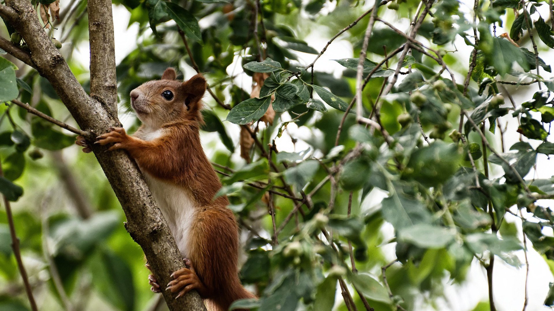 绿茵与硬木的交响，西甲国家德比焦点战激荡人心，新疆队完胜魔术闪耀赛场