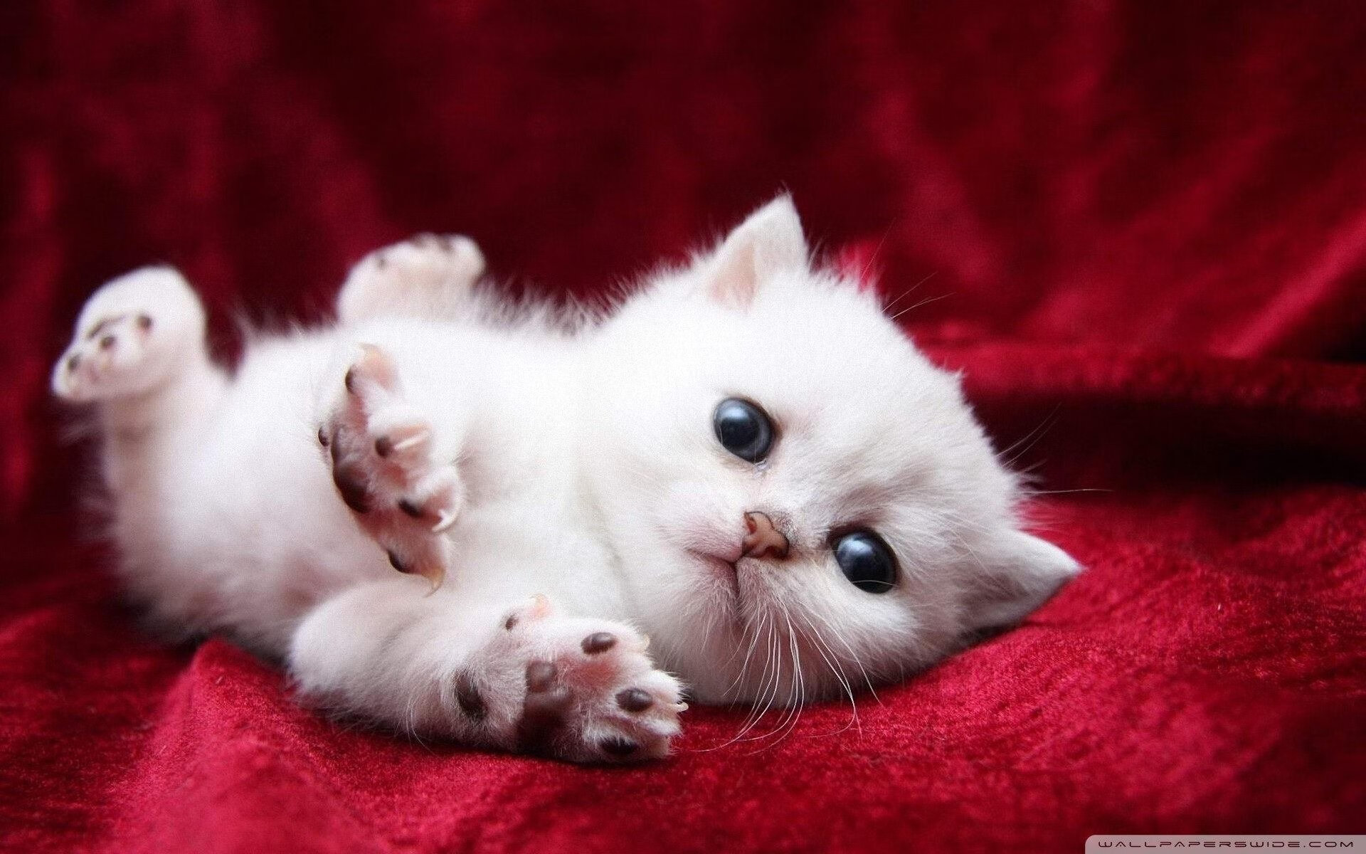 篮球世界两重奏，马刺火力席卷山西，杰伦格林欧冠半决赛独舞定乾坤