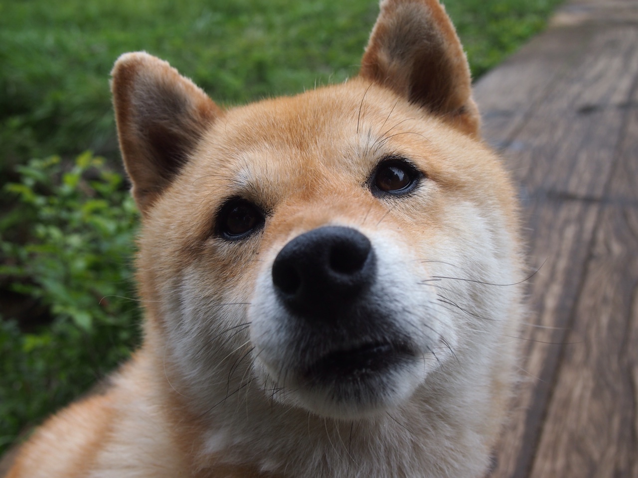 双线战报，勒沃库森轻取紫百合，凯恩于焦点战接管比赛