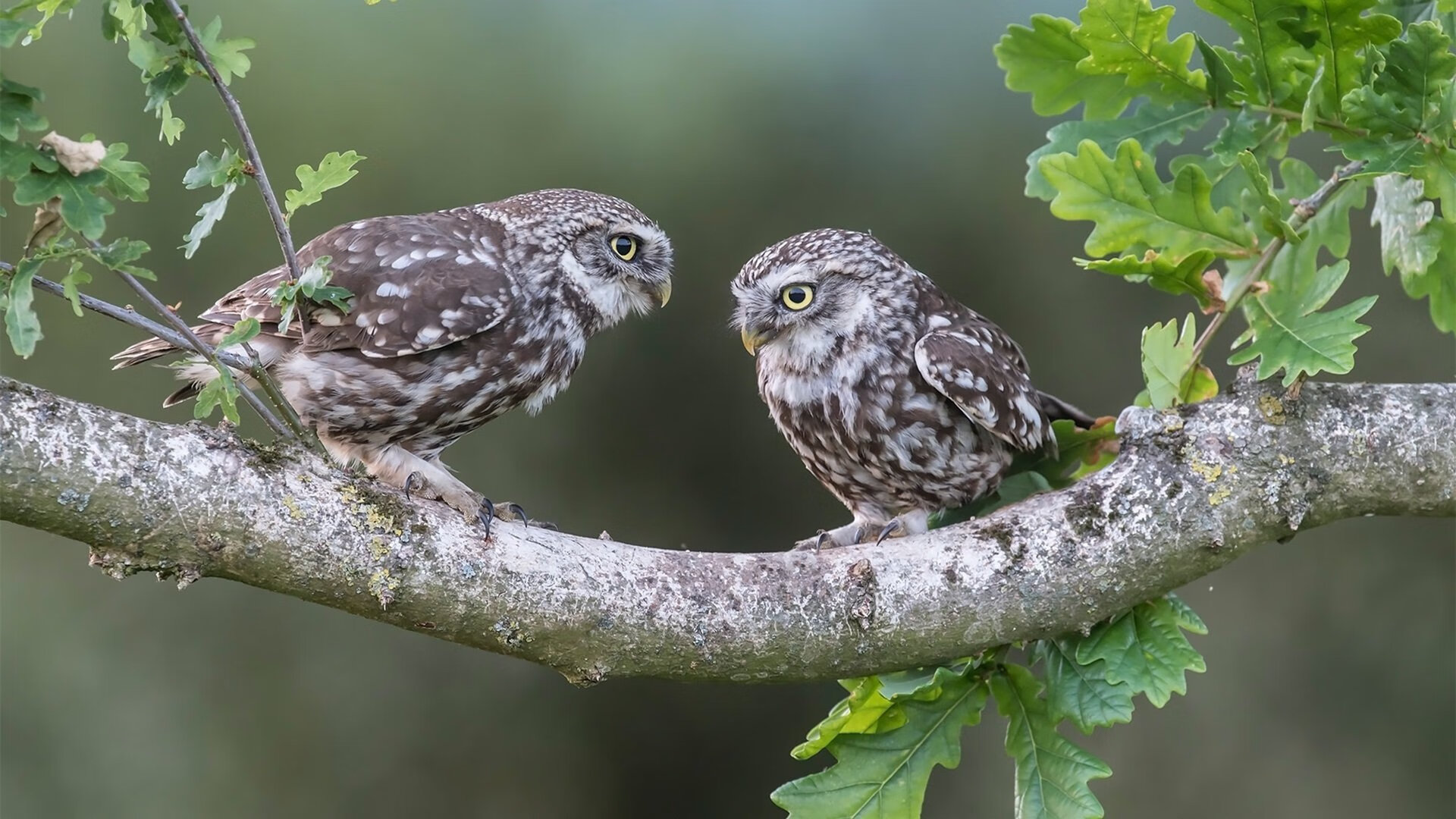 欧冠决赛焦点战，委内瑞拉末节奇迹带走荷兰