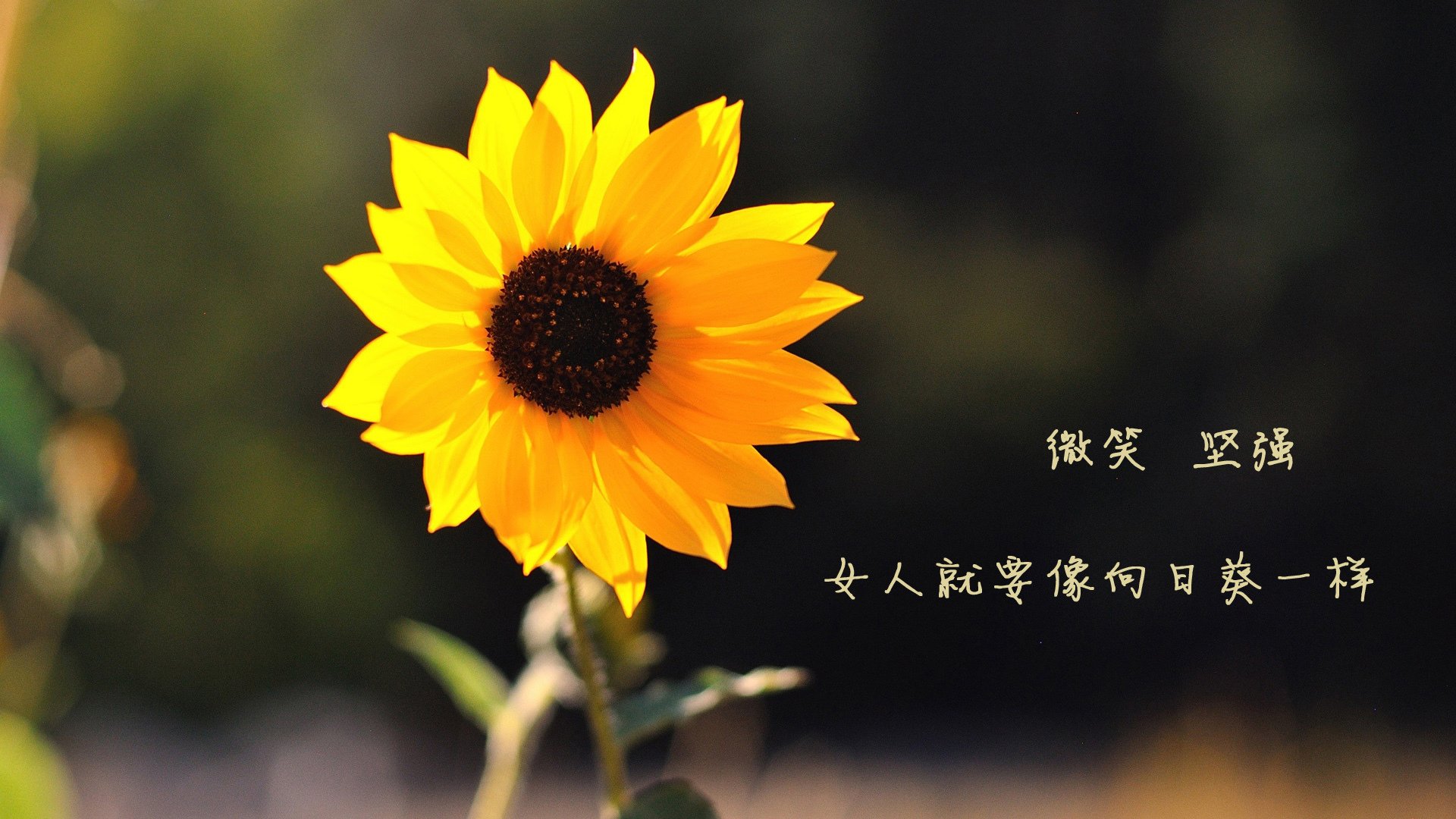 奥亚尔萨瓦尔欧冠爆发，几内亚锋线收割马赛—皇家社会小组赛突围记