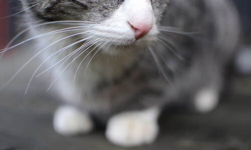 NBA季后赛焦点战，爵士队强势晋级，广厦队虽败犹荣