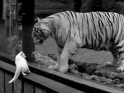 金字塔压垮太极虎，武士搅动莱茵河，亚洲足球的新生与远征