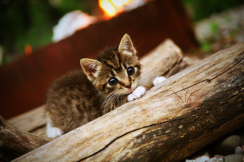焦点战的十字路口，利拉德用雷霆一击照亮雄鹿前路，老鹰的叹息与觉醒