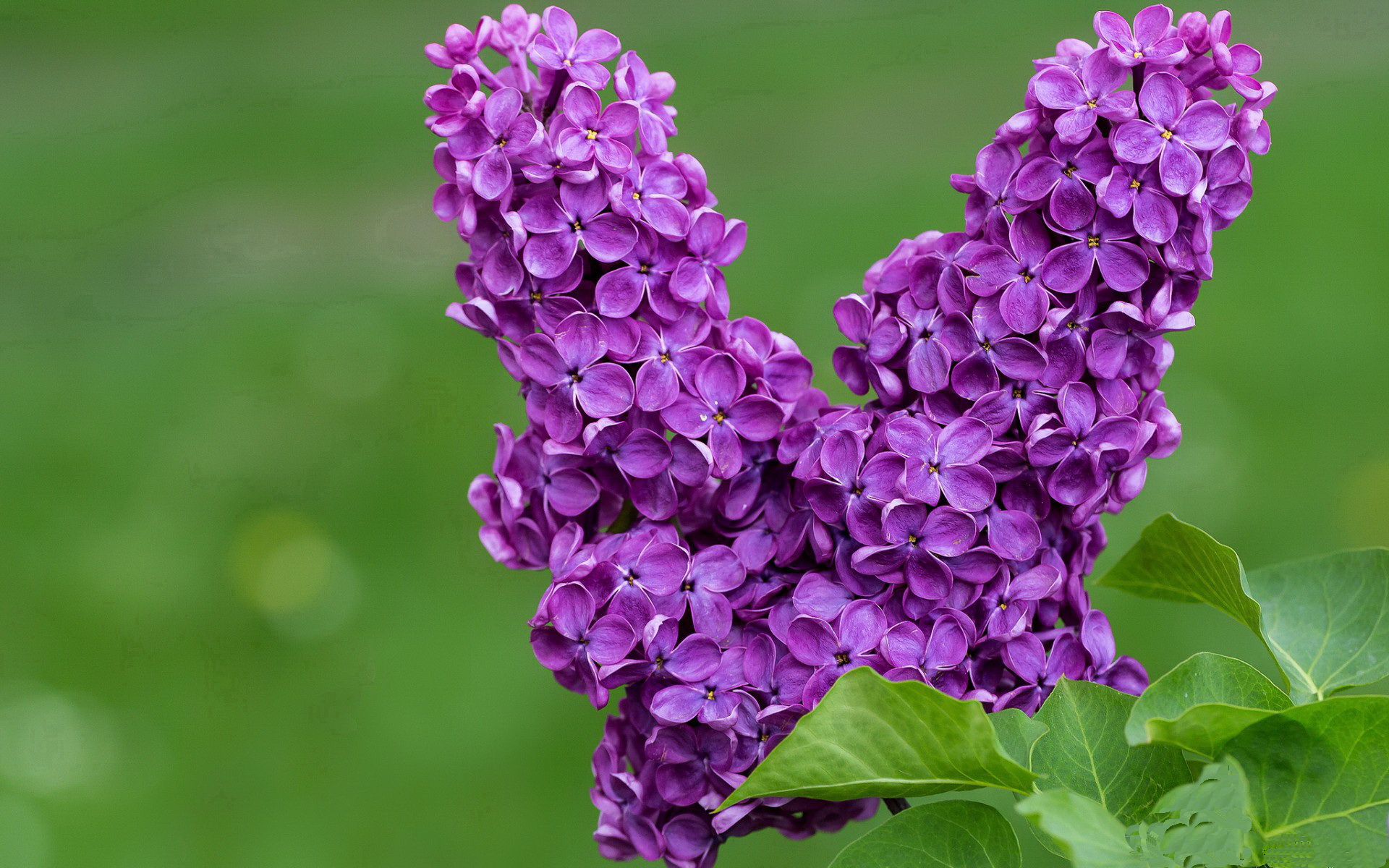 体育跨界狂潮，拉齐奥足球全面压制英格兰，迪亚斯NBA总决赛独舞称王