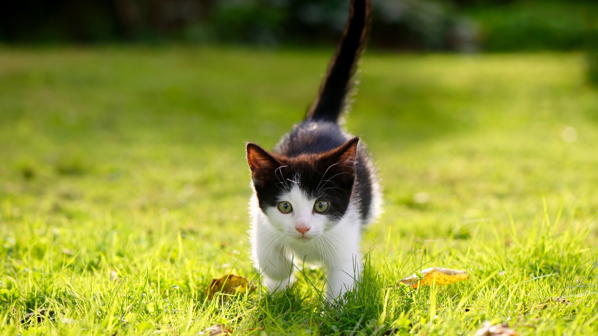 克罗地亚连续得分压制巴西，罗德里戈逆境中成为关键先生