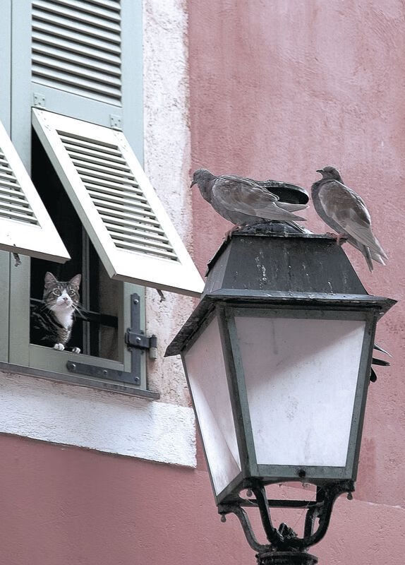 凯尔特人巨轮大破老鹰，东契奇上演独行侠封神之战