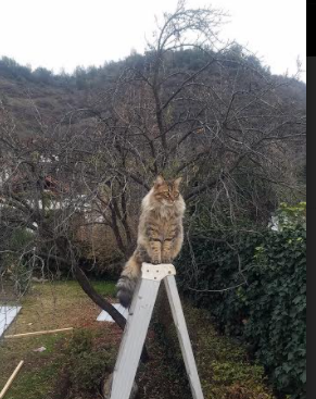 阿劳霍致命一击!几内亚力克洪都拉斯昂首出线,关键先生一锤定音